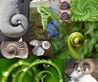Resultado de imagem para spirals in nature