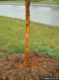 Once this velvet is removed, deer may continue to polish their antlers by rubbing up and down the trunk. Deer Damage Metropolitan Forestry Services Inc