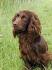 Cocker Spaniel Puppies for Sale in Virginia