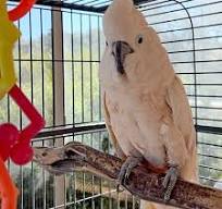 Moluccan Cockatoo