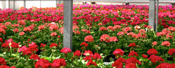 Garden centers near me accepts no liability for any loss, damage or inconvenience caused by reliance on any information in this system. Goode Greenhouses