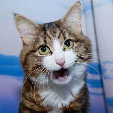 insan yuzlu kedi sosyal medyada fenomen oldu cok sirin hayvanlar kediler ve yavrulari guzel kediler