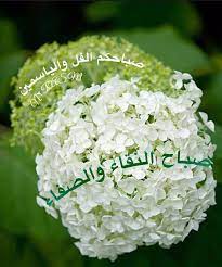 صباح الفل والياسمين Hydrangea Arborescens Annabelle Hydrangea Arborescens Beautiful Flowers Images