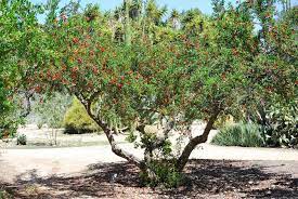 Maybe you would like to learn more about one of these? Pomegranate Punica Granatum