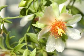 Image result for Pereskia aculeata