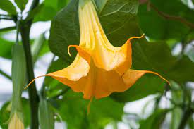 The foxglove, for example, contains dots of various hues on the inside of the flower's purple trumpet form, while the morning glory displays a blue body with a white to yellow center. Things You Didn T Know About The Beautiful Trumpet Shaped Flowers Gardenerdy