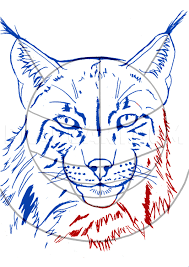 To get the real image you must follow every step. How To Draw A Realistic Lynx Step By Step Drawing Guide By Catlucker Dragoart Com