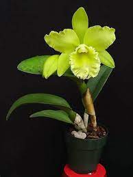 Blc Prada Green Deluxe Nn Fragrant Flowers Cattleya Orchids