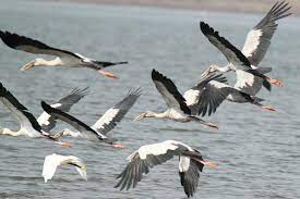 Download free image group of birds. Free Photo Group Of Birds Animal Bird Group Free Download Jooinn
