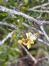 Image result for Capparis fascicularis