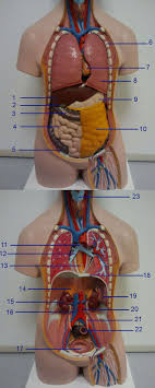 Uit onderzoek blijkt dat mensen heel weinig weten over de anatomie van het lichaam. Organen Torso Oefenen Biologie