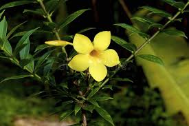 Image result for Gelsemiaceae