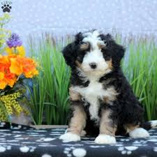 We did not find results for: Tag Mini Bernedoodle Puppy For Sale In Pennsylvania Bernedoodle Puppy Bernedoodle Mini Bernedoodle