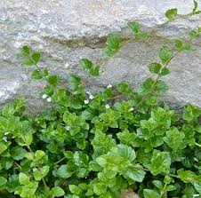 Image result for Clinopodium