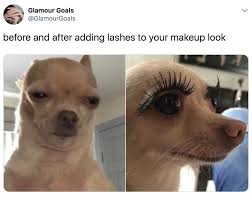 100 Chihuahua Memes That Ll Make You Laugh Harder Than You Should Funny Dog Memes Funny Animal Memes Chihuahua Funny
