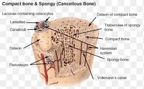 Maybe you would like to learn more about one of these? Periosteum Png Images Pngegg