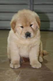 Maybe you would like to learn more about one of these? Pet Shop Kristi Rraca Golden Retriever Cmimi 28000 Facebook