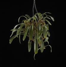 Image result for Bulbophyllum scaberulum