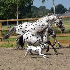 同樣花紋不同品種狗 馬傻傻分不清 蘋果日報 cute horses funny animals funny horses