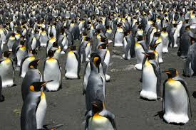 How to start heroic will of the emperors boss in mogushan vaults. As Climate Change Worsens King Penguins Will Need To Move Or They Ll Die The Verge