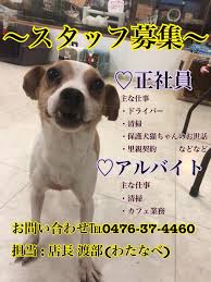 スタッフ募集中 正社員 アルバイト 保護犬カフェ Hogoken Cafe ビッグホップ印西店 トリミングサロン Facebook