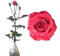 Pada dasarnya, menanam benih bunga mawar pelangi jauh lebih gampang daripada anda harus mencangkok tanaman mawar tersebut ataupun menanamnya menggunakan stek batang. 7 Cara Menanam Bunga Ros Di Pot Panduan Lengkap Ilmubudidaya Com