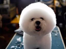 A warrior race, they ruled the world before the olympians in greek mythology. Popular Dog Names Around The World