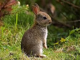 Pin By Jason Horn On Wild Rabbit Wild Bunny Wild Rabbit Animals