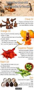 Protect Your House With Home Remedies For Termites Home Remedies Termites Termite Control