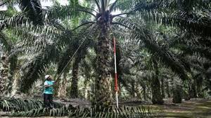 Malaysia Palm Oil Traded With European Warplanes Fighter Jets Countries Around The World Palm Oil
