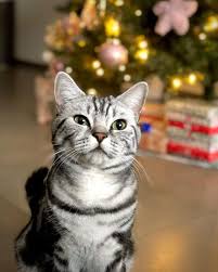 Many people recommend mixing in additives with your christmas tree's water to help keep it fresh. How To Protect Cats And Christmas Trees From Each Other International Tech News