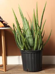 Image result for Aloe