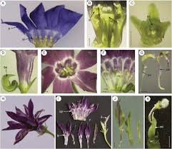 We did not find results for: Anatomy Of V Minor Wild Type A C And Flore Pleno D K Flowers A Download Scientific Diagram