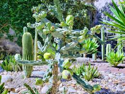 We manufacture and wholesale mexican yard art such as recycled metal decor, wrought iron and wood decor. Variety Of Desert Cactus And Plants Decorating A Mexican Garden Stock Image Image Of Life Plants 142070815