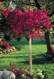 Page Not Found Euonymus Alatus Dream Garden Burning Bush