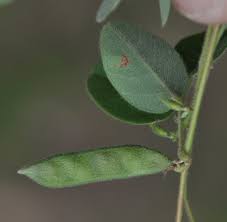 Image result for Galactia