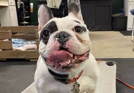 Ralphie the Reformed...