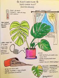 Monstera Deliciosa Care Plants Growing Plants Indoors Plant Care Houseplant