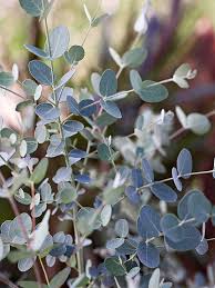 So it really isn't in your interest to smell like flowers. 16 Of The Best Smelling Houseplants Fragrant Plant Smelling Flowers Best Smelling Flowers