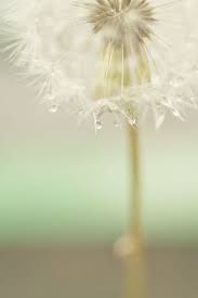 Dripping Of Rain On Dandelion Dandelion Photography Nature Photography