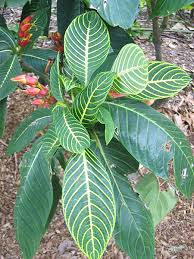 Image result for Sanchezia