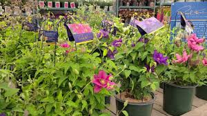 Raymond john evison obe, vmh, is a nurseryman, lecturer, author and photographer. Raymond Evison Clematis Boulevard Series Flowering Vines Perfect For Patio And Window Boxes Youtube