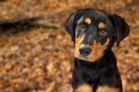 A good way to determine a shepweiler. Rottweiler Lab Mix Top Facts Guide Animal Corner