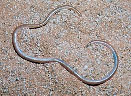 Maybe you would like to learn more about one of these? Barbados Threadsnake Snake Britannica