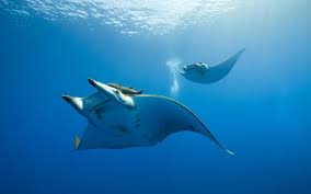 Ramp Under The Water Fish Ocean Inspiring Picture On Favim Com Ocean Life Ocean Animals Animals