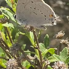 Image result for Satyrium sceptrum