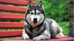 Top 15 Most Beautiful Dog Breeds - Earth and World 2020