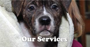 How can i contact crest hill cat and dog? Plainfield Veterinary Clinic Plainfield Veterinary Hospital Veterinarian Animal Hospital