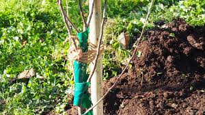 Wann die äpfel reif sind, ist von sorte zu sorte unterschiedlich. Apfelbaum Pflanzen Anleitung In 10 Schritten Plantura