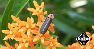 Check spelling or type a new query. How To Attract Fireflies Or Lightning Bugs To Your Garden Gardening Channel